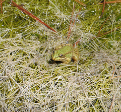 Pelophylax perezi