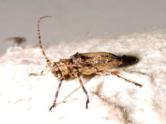 Oreodera brailovskyi
