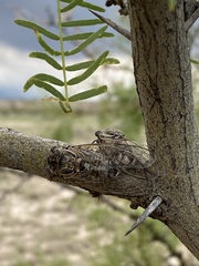 Diceroprocta eugraphica