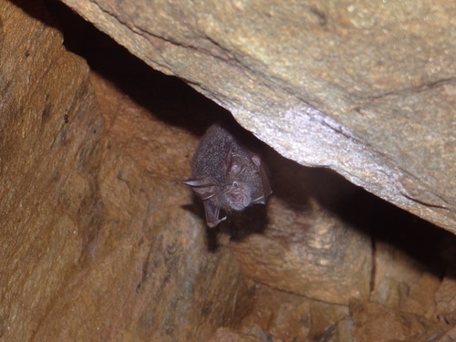 Beddome's Woolly Horseshoe Bat