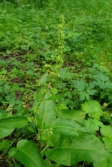 Rumex obtusifolius
