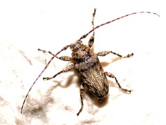 Oreodera brailovskyi