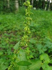 Rumex obtusifolius
