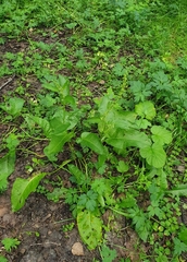 Rumex obtusifolius