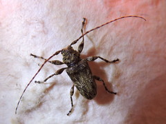 Oreodera brailovskyi