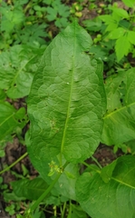 Rumex obtusifolius