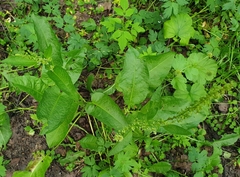 Rumex obtusifolius