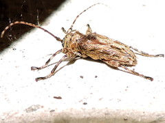 Oreodera brailovskyi