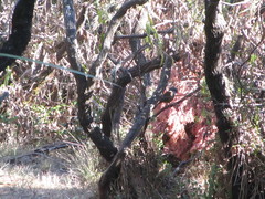 Pachycephala olivacea