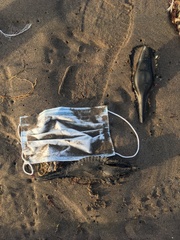 Callorhinchus callorynchus