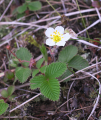 Fragaria nipponica