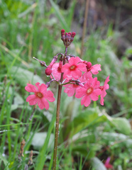 Primula japonica