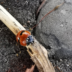 Adalia bipunctata frigida