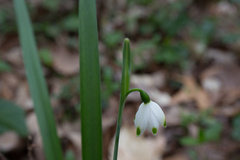 Leucojum