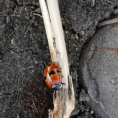 Adalia bipunctata frigida