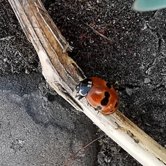 Adalia bipunctata frigida