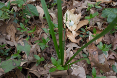 Leucojum