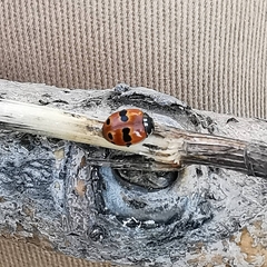 Adalia bipunctata frigida