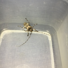 Lagocheirus araneiformis