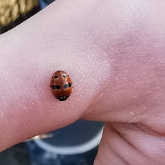 Adalia bipunctata frigida