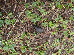 Carabus carinthiacus