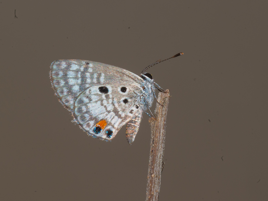 Nickerbean Blue (Butterflies Of GTMO) · iNaturalist