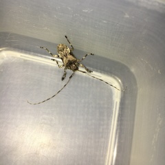 Lagocheirus araneiformis