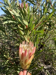 Protea repens