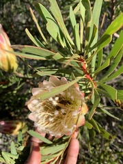 Protea repens