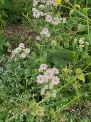 Astrantia major