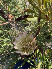 Protea repens