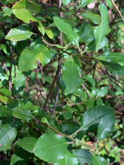Pyracantha fortuneana