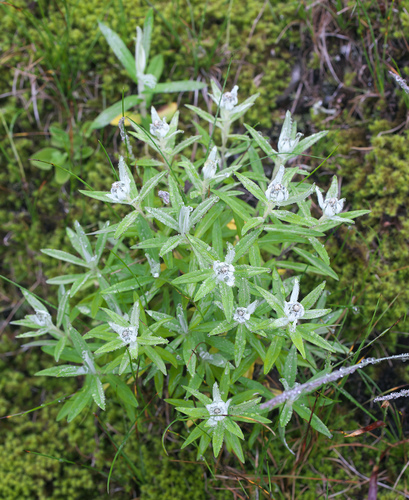 Leontopodium japonicum iNat (1)