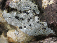 Tephromelataceae