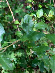Pyracantha fortuneana