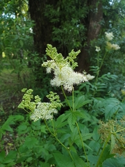 Filipendula ulmaria