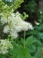 Filipendula ulmaria