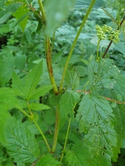 Filipendula ulmaria