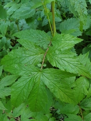 Filipendula ulmaria