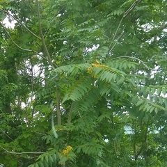 Ailanthus altissima