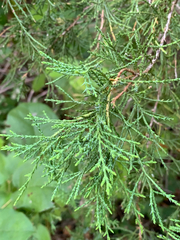 Juniperus maritima