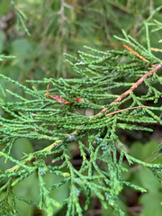 Juniperus maritima