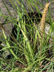 Plantago maritima juncoides
