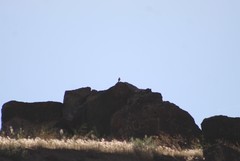 Salpinctes obsoletus