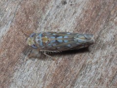 Scaphoideus opalinus