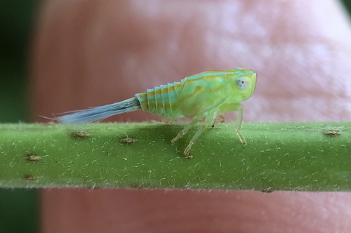 Aplos simplex photo 4