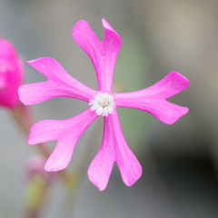 Silene scabriflora