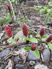 Salix