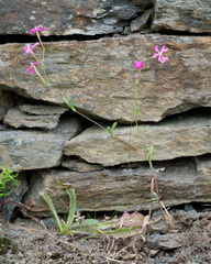 Silene scabriflora