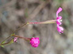 Silene scabriflora